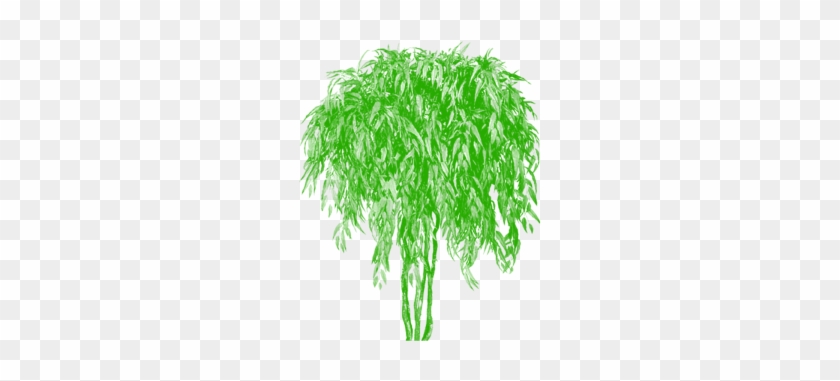 Bamboo Tree Green Clipart Vector, Tree Png Plan, Tree - Sweet Grass #385088