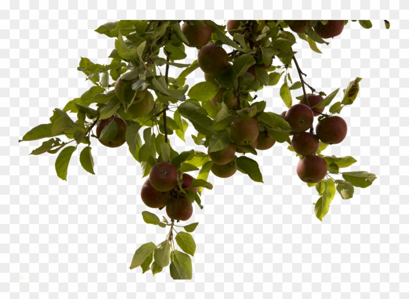 Tree Branch Png Photos - Apple Tree Branch Png #385087