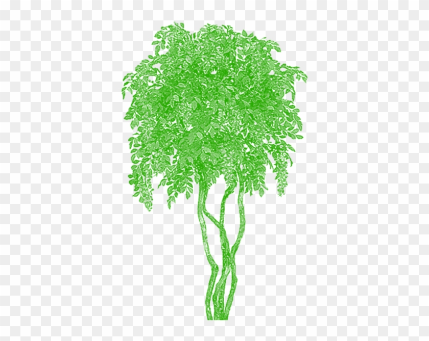 Clipart Bamboo Tree Vector Vector, Tree Png Plan, Tree - Portable Network Graphics #385095