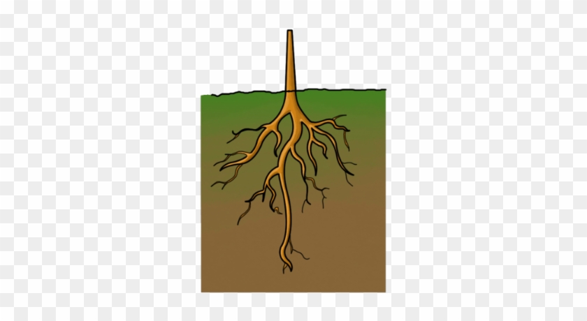 Cartoon Characters, Animals, And Plants - Cartoon Image Of Roots #385103