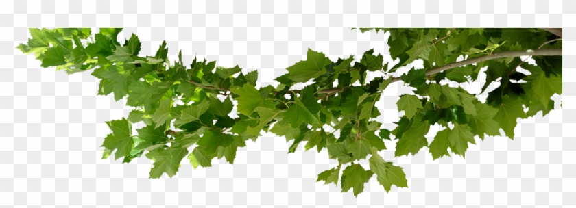 tree branch png