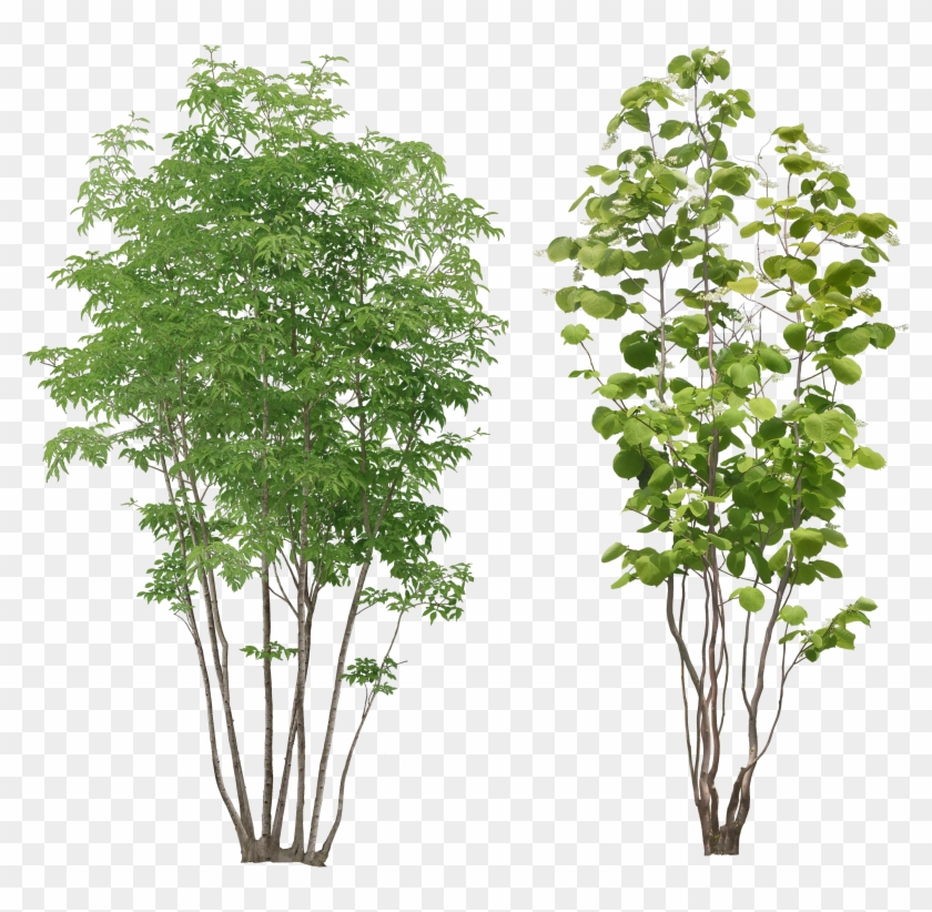 Tree Png Transparent Images - Trees And Plants Png #385128