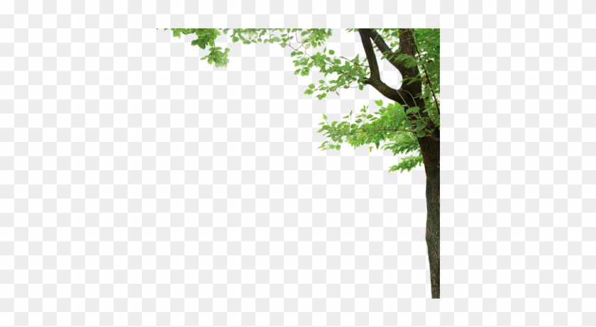Tree Branch Vector Png Tree Corner Psd, Vector Files - Jimei H146g Isweet Wireless Weather Station Clock Indoor/outdoor #385151