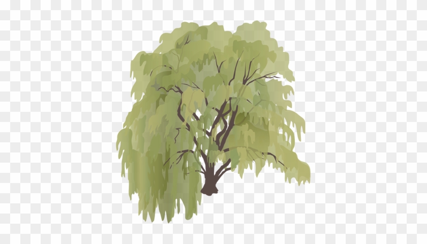 Salix X Sepulcralis - Weeping Willow Tree Drawing #385158