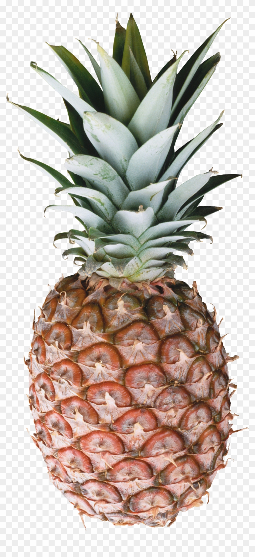 Pineapple Clipart Different Fruit - Pineapple Png #385243