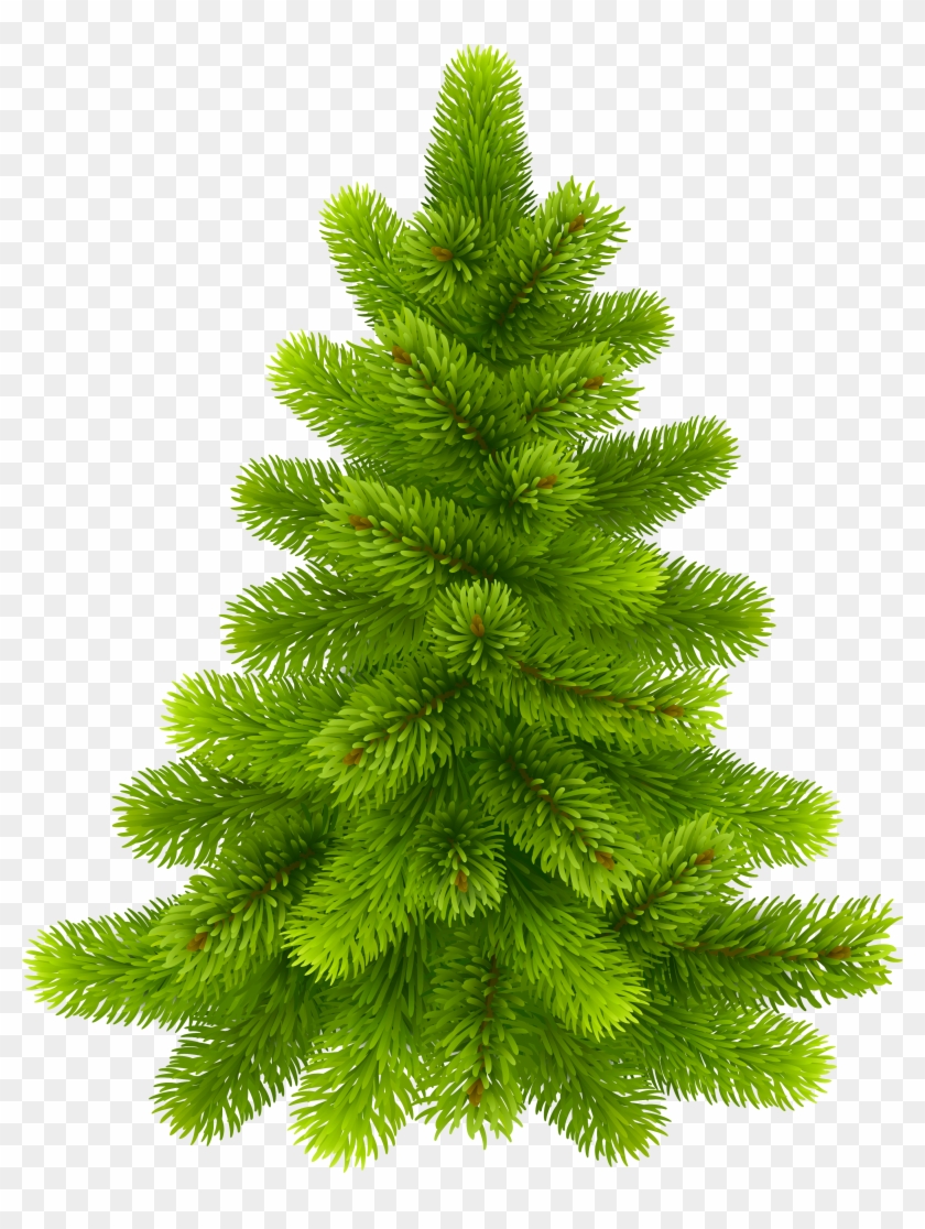 Photos Of Clip Art Pine Trees Medium Size - Pine Tree Png Transparent #385394