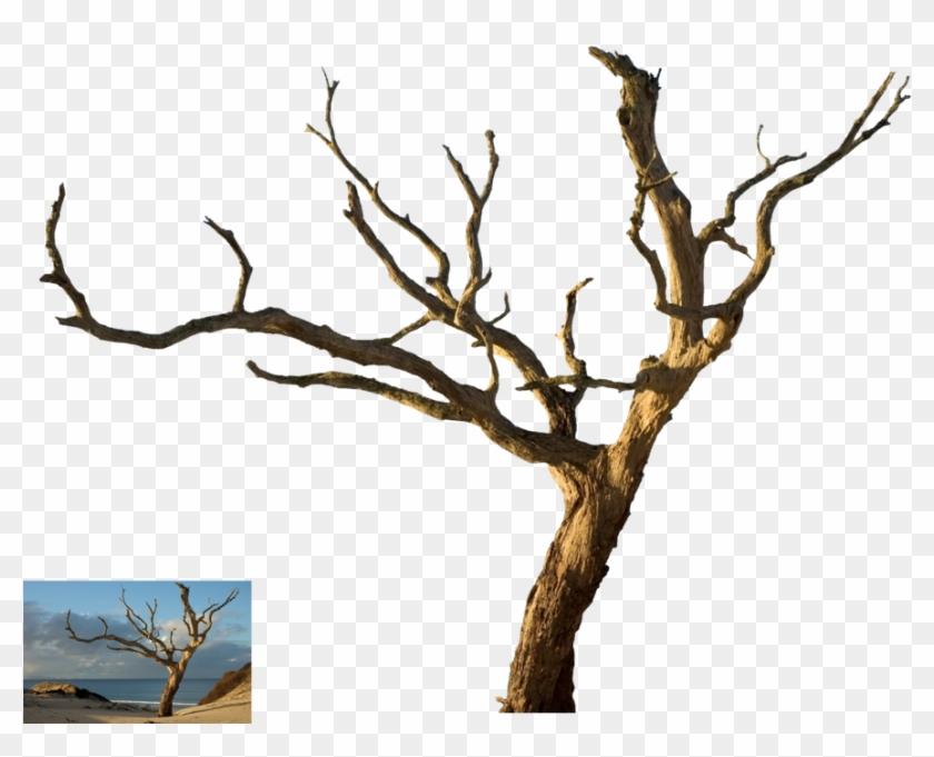 Dead Tree - Dead Tree Isolated #385550