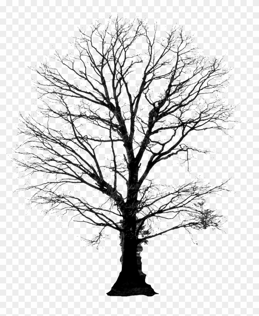 Tree Silhouette - Google Search - Morning Bears In The Woods No. 2 Throw Pillow Cover #385599