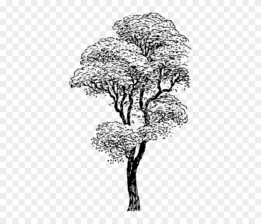 Outline, Drawing, Sketch, Tree, Cartoon, Winter, Trees - Big Plant Clipart Black And White #385661