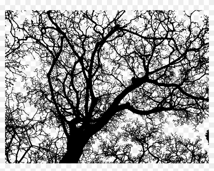 Sprawling Winter Tree Silhouette - Sprawling Winter Tree Silhouette #385690