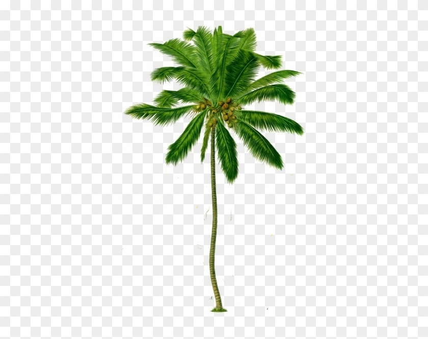 Clip Arts Related To - Diagram Of Coconut Tree #385711