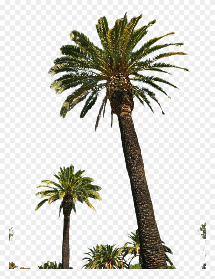 Palm - Land Of Ohara Riyadh #385777