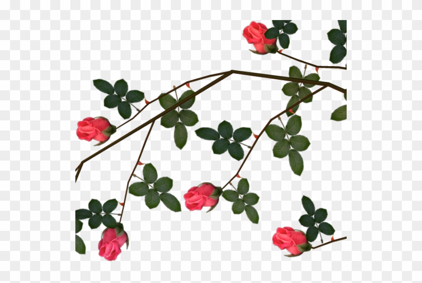 Clip Art Graphics - Roses With Thorns Png #385995