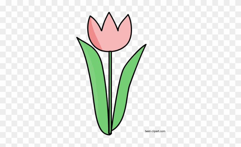 Free Tulip Clip Art - Tulip #61176