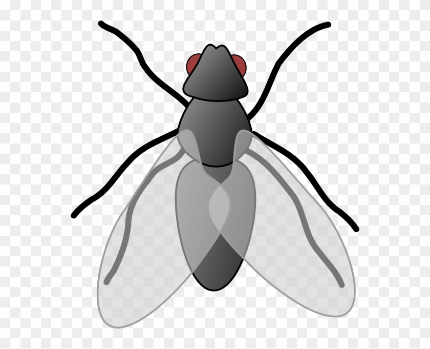 Flies Clipart - Flies Clip Art #61998