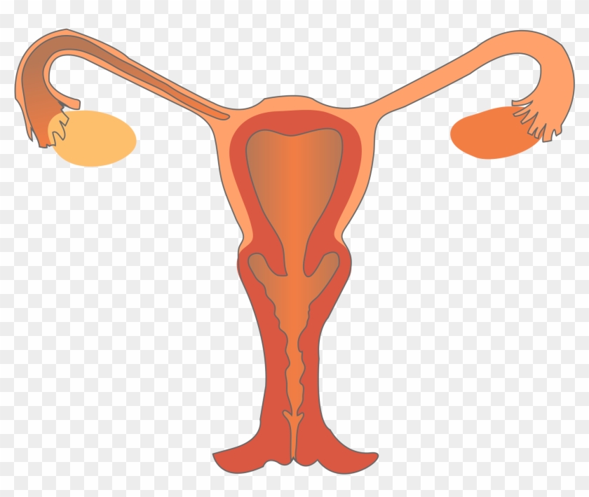 Open - Female Reproductive System Png #62559
