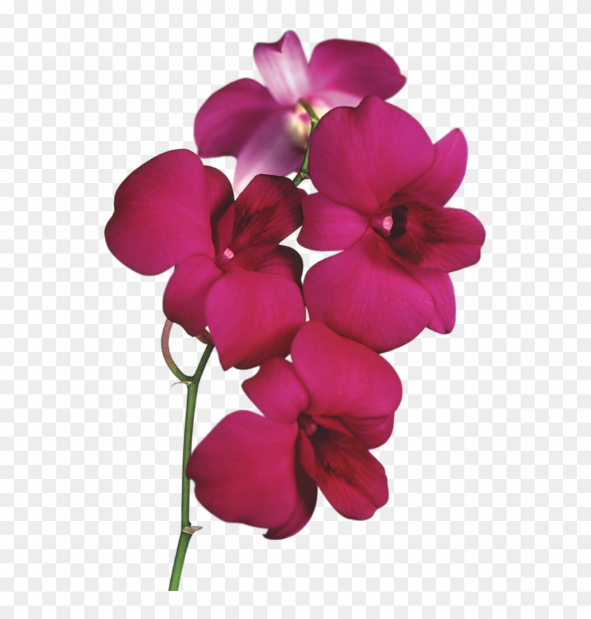 Transparent Red Orchid Png Clipart - Orchids Clipart Transparent #62694
