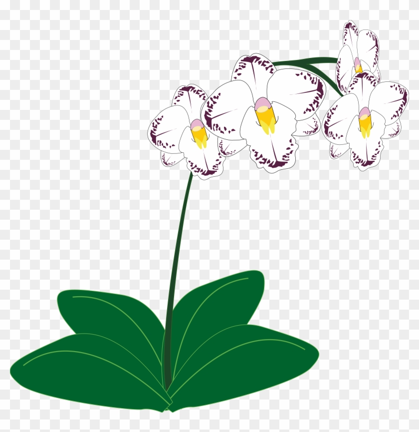 Big Image - Clipart Orchid #62697