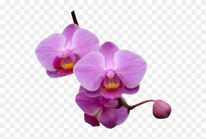 Tubes Fleurs - Orchidée Violette Png #62789