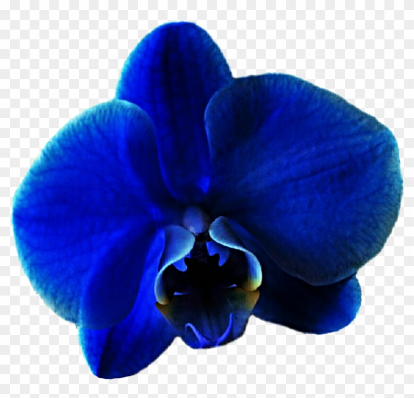 Blue Orchid Clipart Images - Clip Art #62795