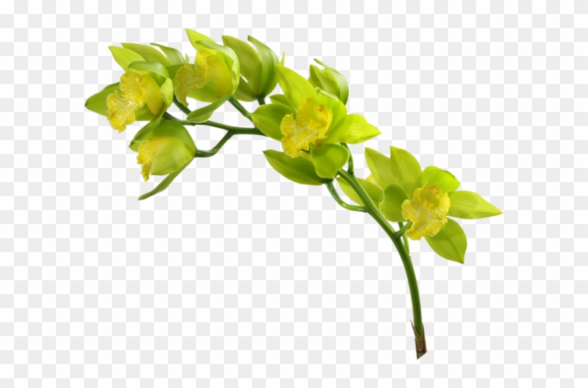 Orchidee - Flores Verdes En Png #62874