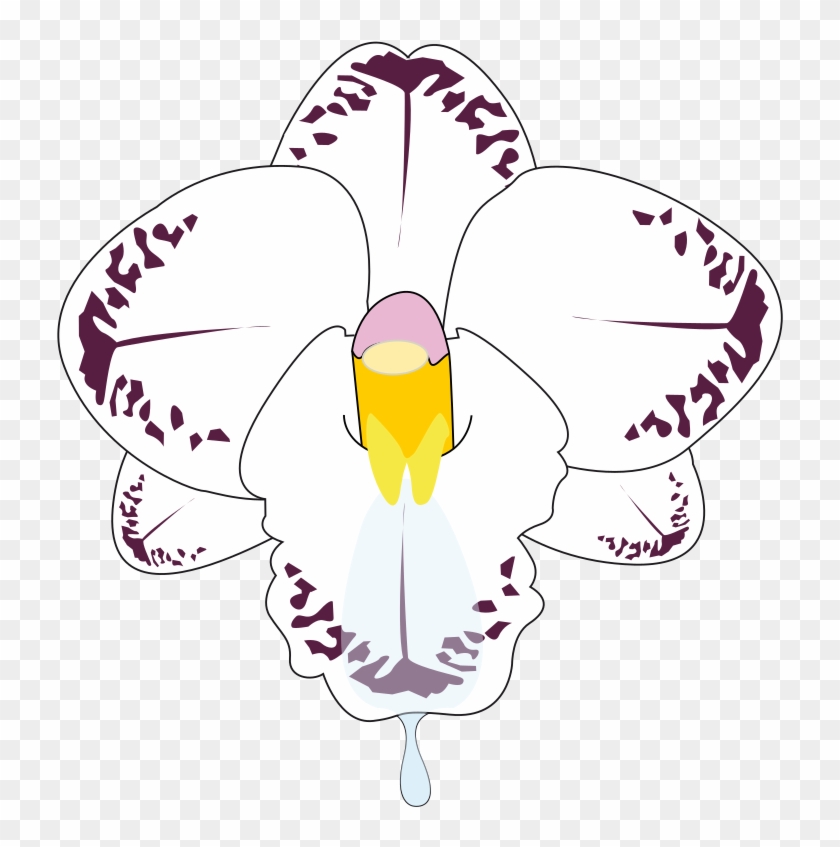 Clipart Wild Orchid - Wild Orchid #62942