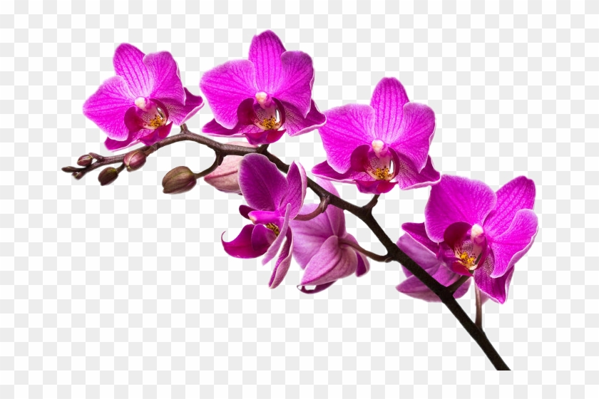 Orchid Flower Purple #63155