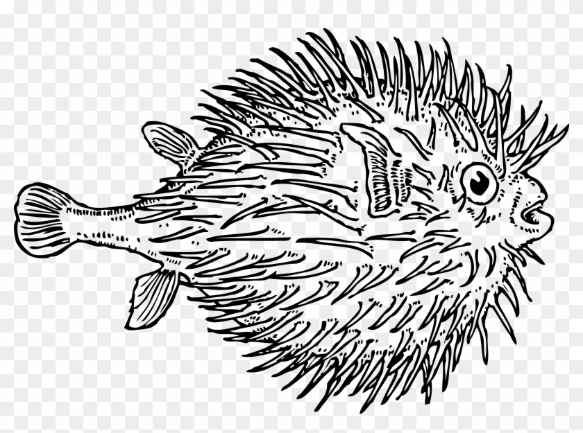 Pufferfish Drawing Clip Art - Pufferfish Drawing Clip Art #63453