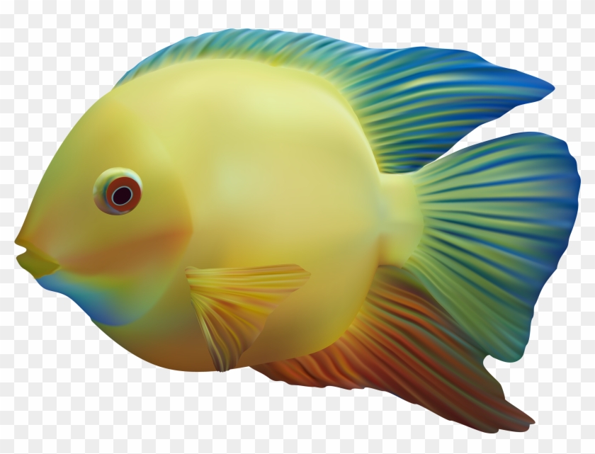 Fish Png - Fish Png #63604