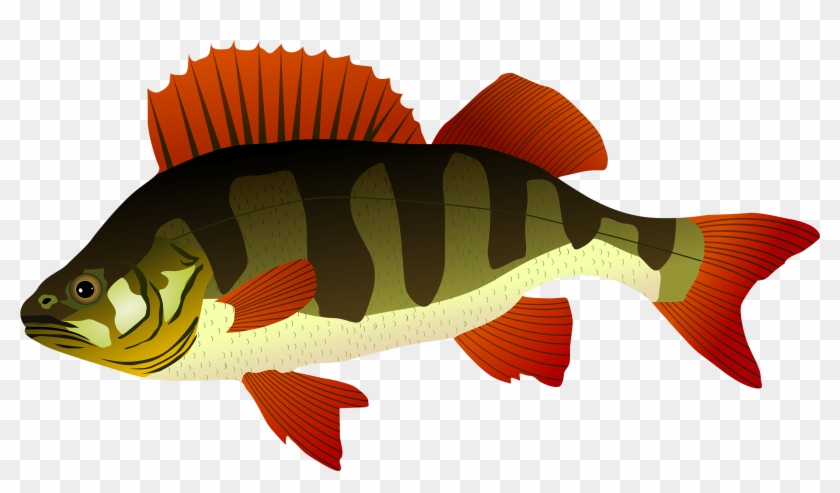 Perch Fish Png Clipart - Perch Clipart #63703