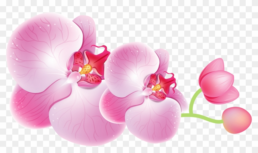 Orchids Png Clipart - Orchid Flower Png #64574