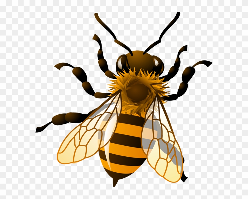 Bees Clipart Realistic Pencil And In Color Bees Honey Bee Clip Art 