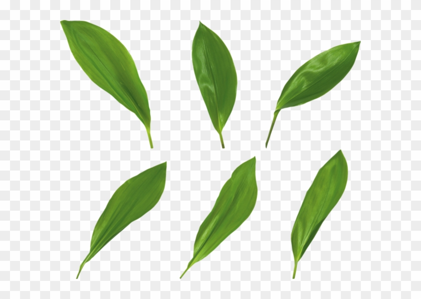 Muguet - Feuille De Muguet Png #386183