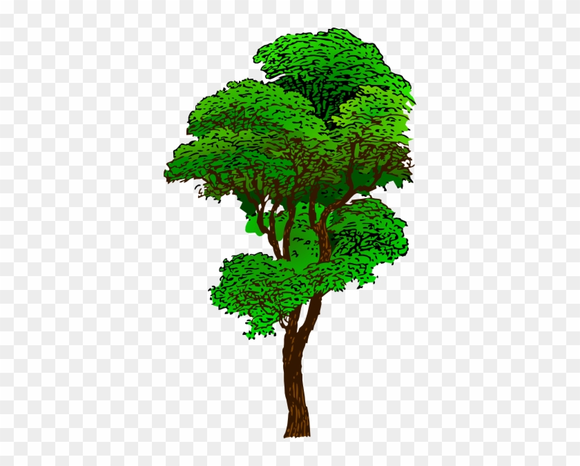 Pohon - Rainforest Tree Clipart #386259