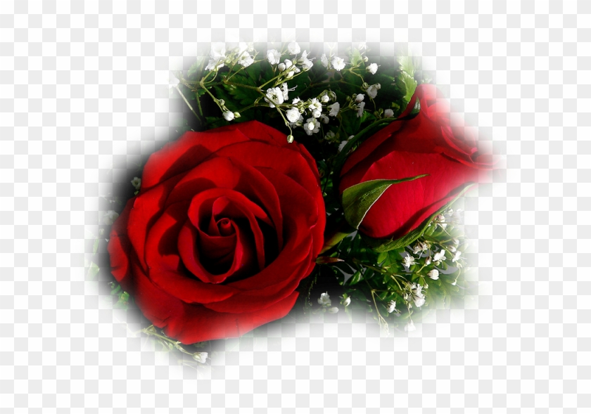 Beautiful Rose Flower For My Love #386507