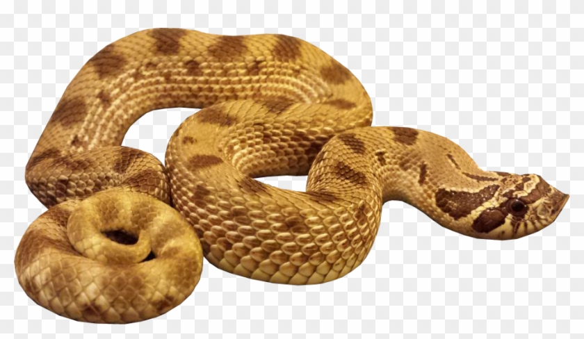 Snake Transparent Background - Anaconda Png #386608