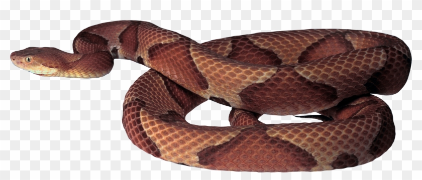 Brown Snake Png #386623