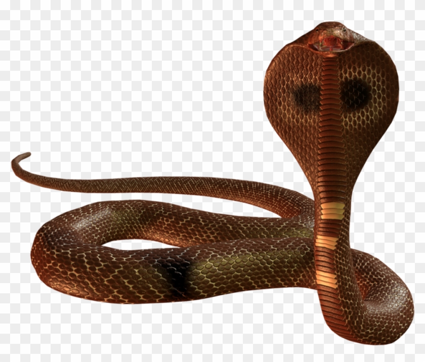Snake Cobra Png Image - Snake Png #386629