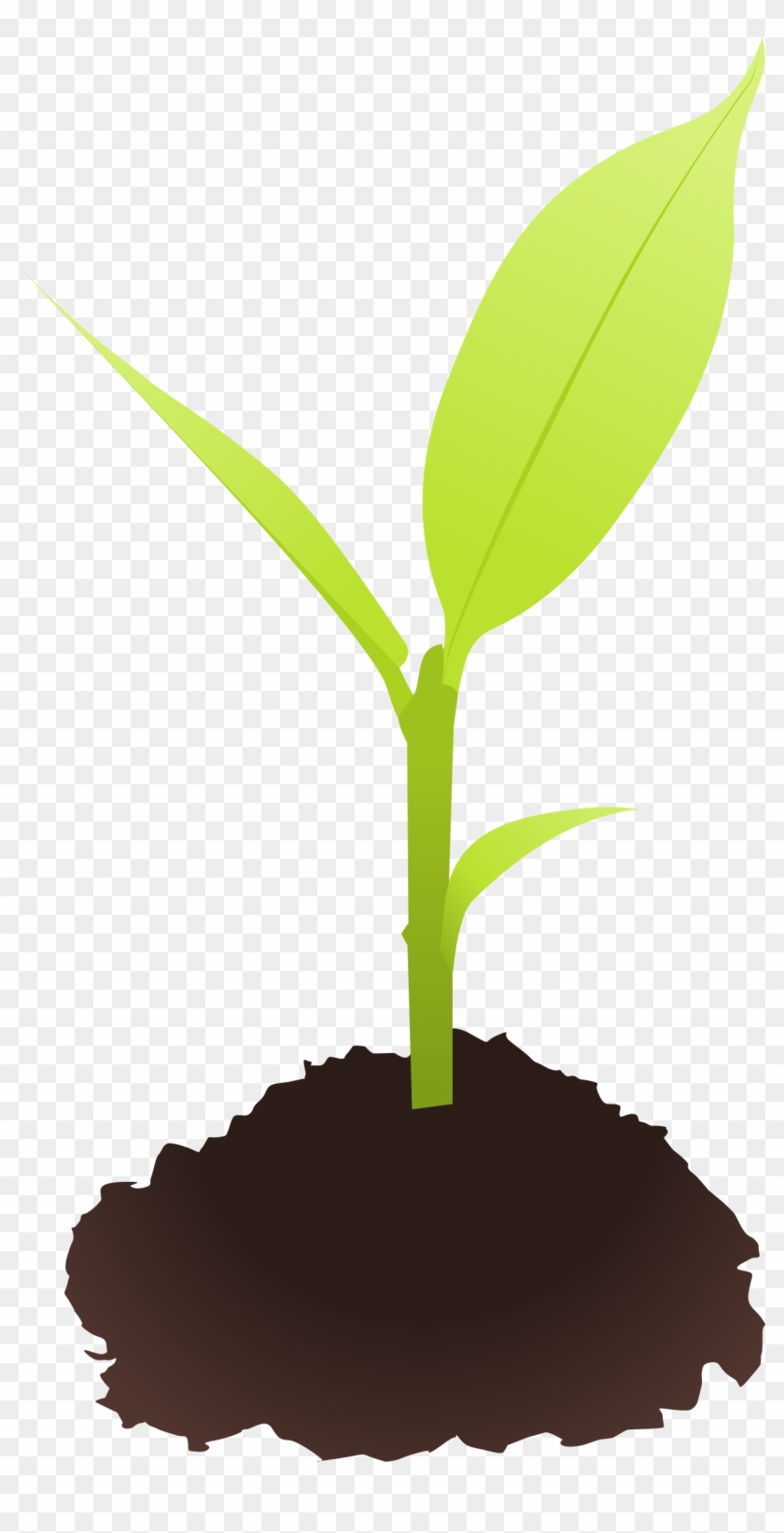 Seed Clipart Small Plant - Plant Clip Art Png #386645