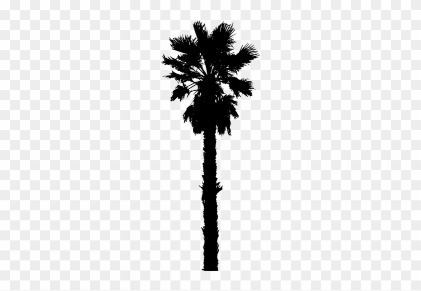4110 Clipart Live Oak Tree Silhouette - California Palm Tree Vector #387534