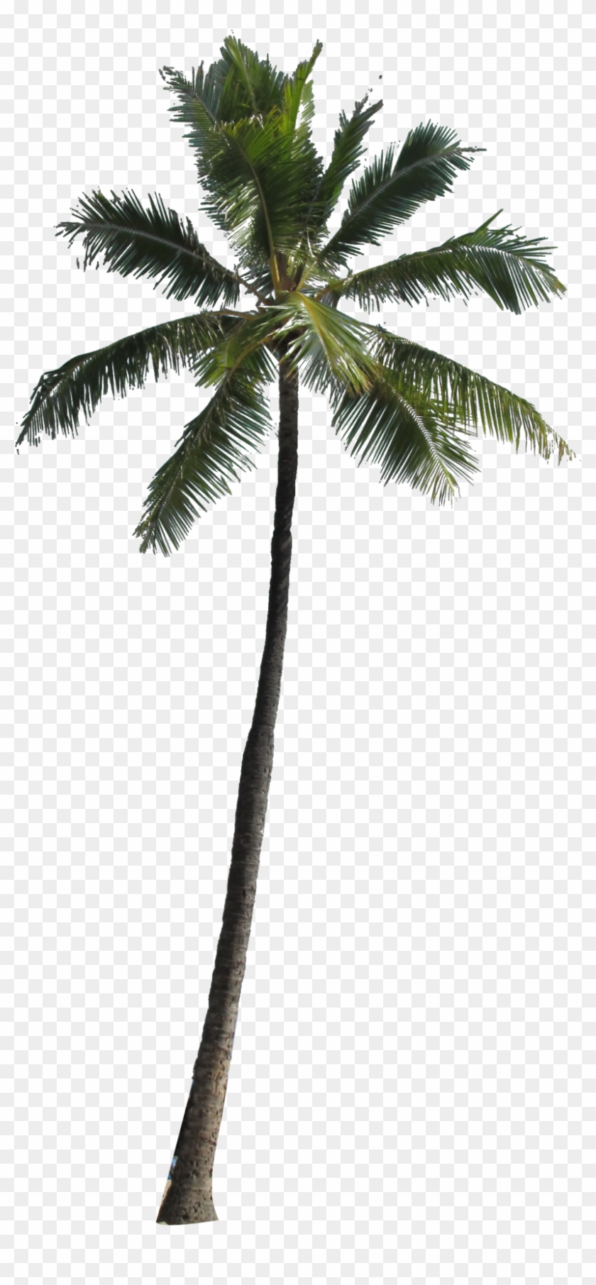 Arecaceae Tree Clip Art - Coconut Tree For Photoshop #387542