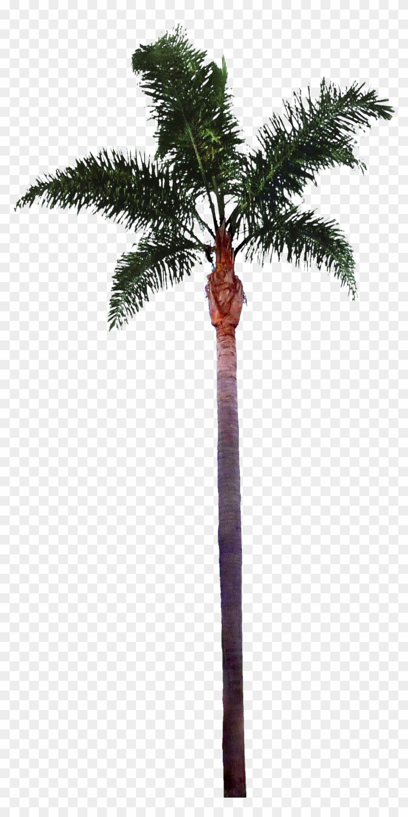 Free Icons Png - Palm Tree Cutout Png #387559