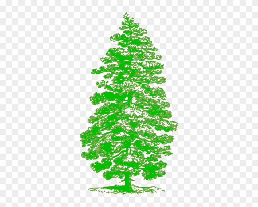 Tattoo Free Oak Tree Clip Art - Parts Of A Pine Tree #387587