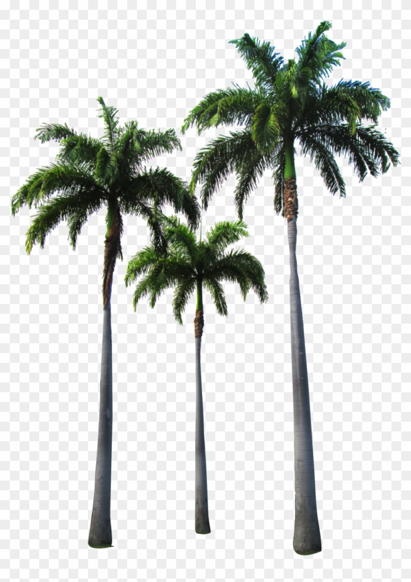 Palm Tree Png Transparent Images - Hotline Miami Wallpaper Iphone #387601
