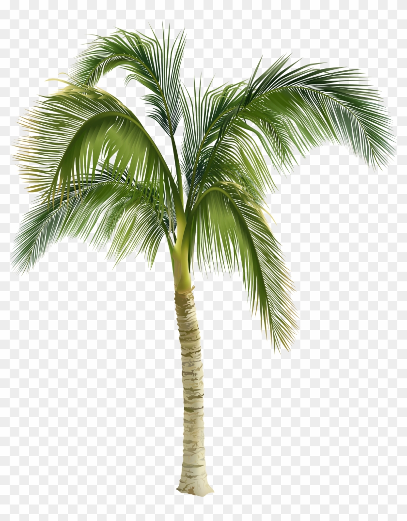 Royalty-free Arecaceae Stock Photography Tree Clip - Palm Tree Royalty Free #387612