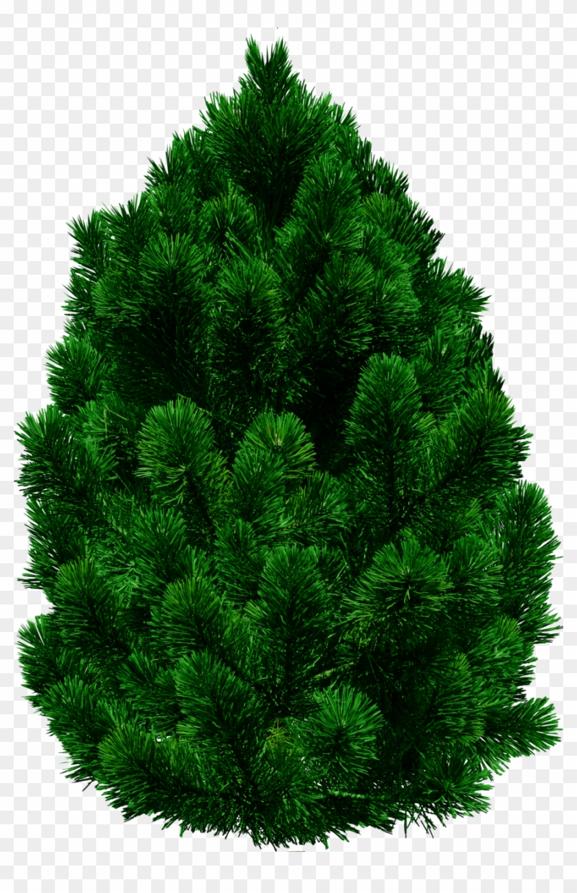 Free Texture Pine Tree Transparent - Tree Images In Png #387662