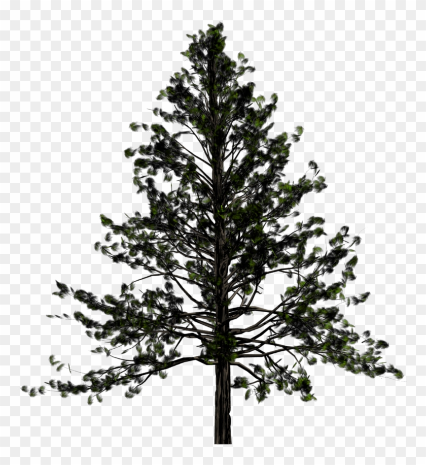 Drawn Fir Tree Transparent - Pine Tree Png #387681