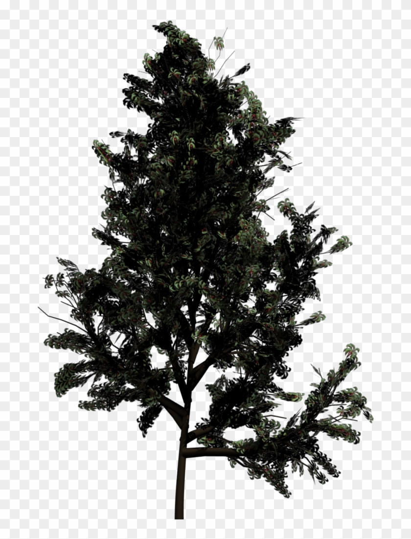 Drawn Pine Tree Blender - Top View Of Trees #387688