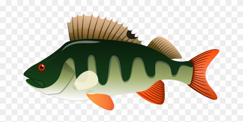 Fresh Water Fish Clipart - Perch Clip Art #387881