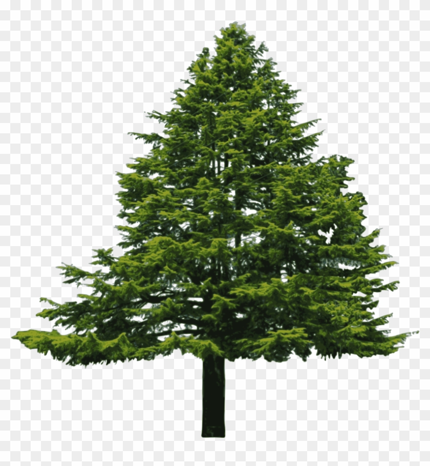 Hd Pine Tree Vector Clip Art Photos - Douglas Fir Png #387968